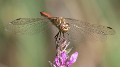 Sympetrum vulgatum female-5